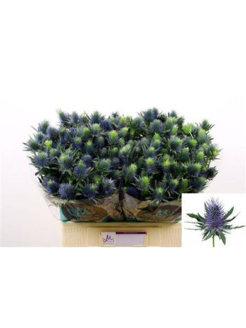 ERYN SUPERNOVA QSTAR 60CM