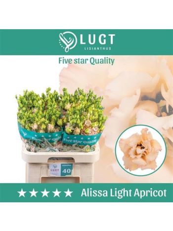 EUS G ALISSA L APRIC