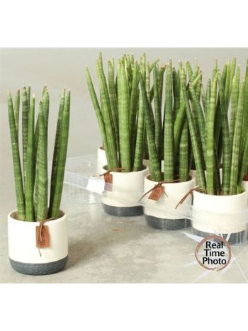 SANSEV CY EGYENES KASPÓS