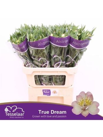 ALSTR TRUE DREAM