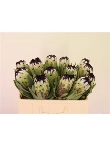 PROTEA MAG NIOBE