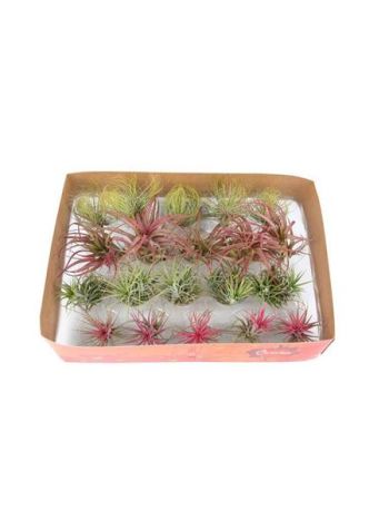 TILL  AIRPLANT