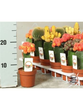 GYMNO OLTOTT KAKTUSZ