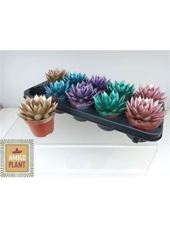 ECHEV MIRANDA METÁL FESTETT