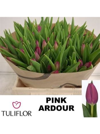 TU EN PINK ARDOUR