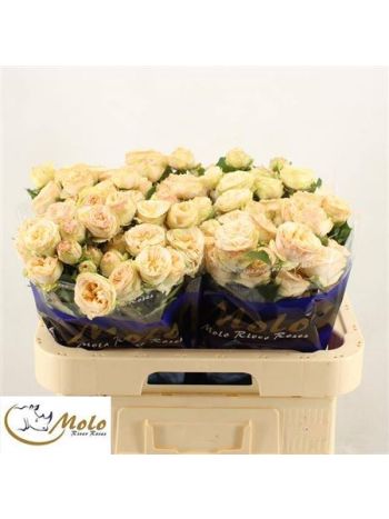 R TR GEN TRENDSETTER 60CM