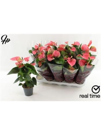 ANTHU AN SWEET DREAM