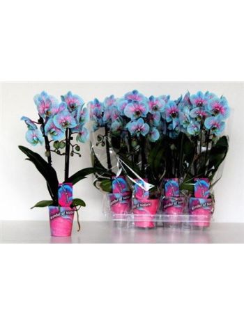 PHAL 2 ÁG MIDI CASCADE CIRMOS FESTETT