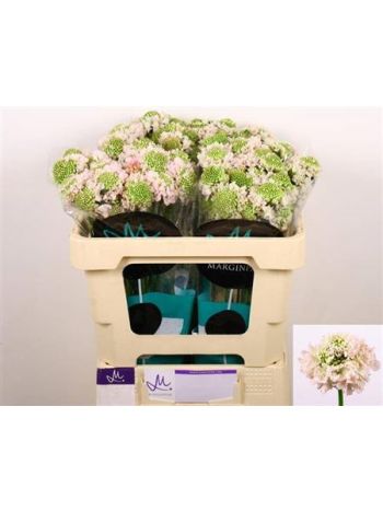 SCAB AT F VA B SCOOP 50CM