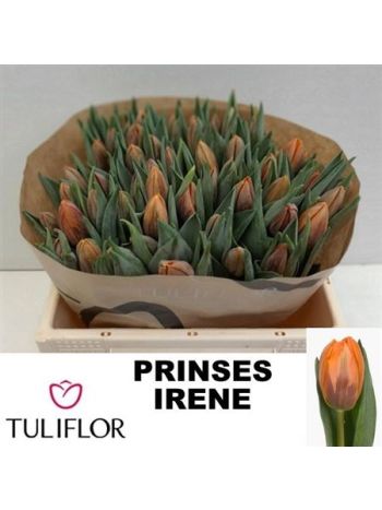 TU EN PRINSES IRENE