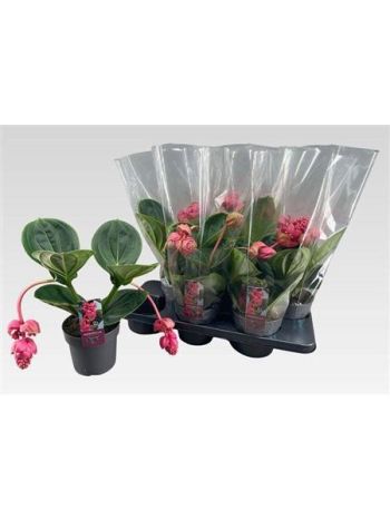 MEDIN MAG LAMBADA 2+