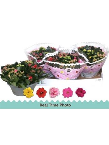 KAL ROSALIE TÖBB SZÍNŰ