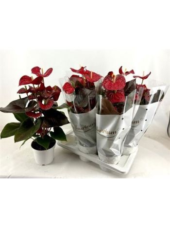 ANTHU A CORAL CHAMPI