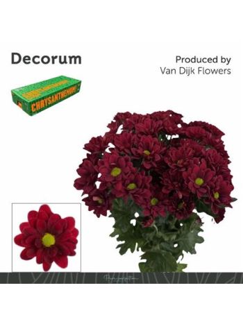 CHR T  SZ!! MEXICANO