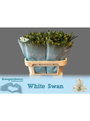 ALST WHITE SWAN