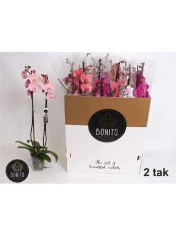 PHAL 2 ÁG BONITO DOBOZOS