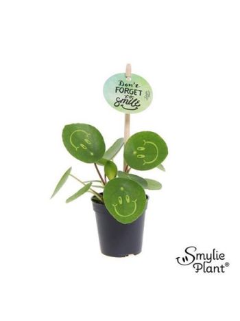 PILEA SMYLIE PLANT HAPPY