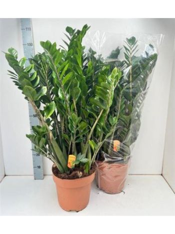 ZAMIOCULCAS ZAMIIFOL