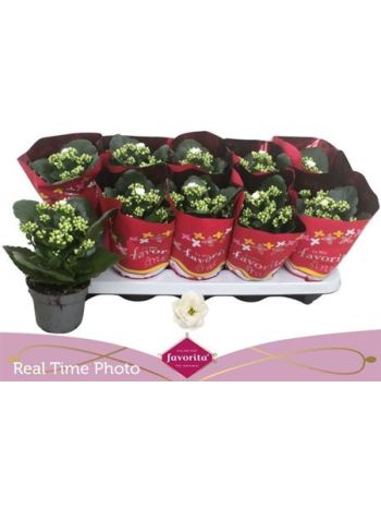 KAL ROSALIE MENZEL FEHÉR