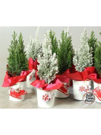 Ö. CHAM L ELLWOODII ZINK KASPÓS FEHÉR