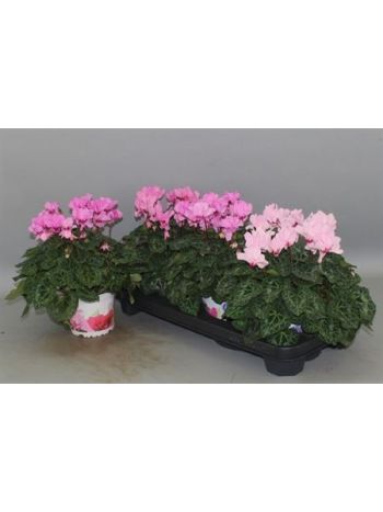 CYCL KL PETIT MOULIN