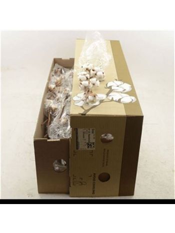 GOS HIRSUTUM WIT 65CM