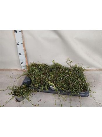 MUEHLENBECK COM MAOR *15