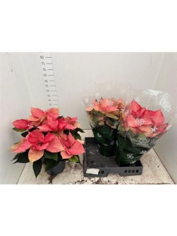 EUPHOR P PREM ICE CHRYSTAL