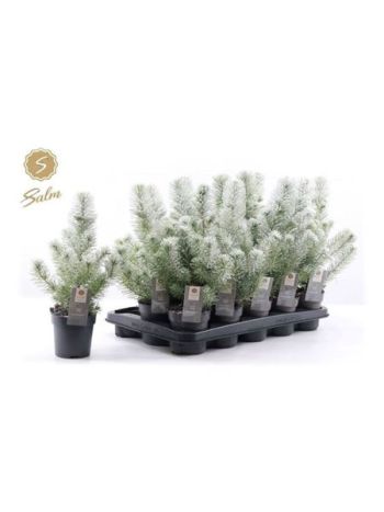 PINUS SILVER CREST HAVAS