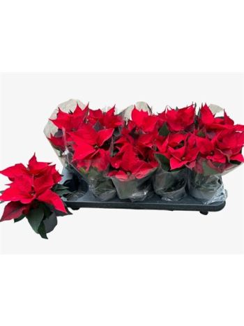 EUPHOR P CHR FEELING