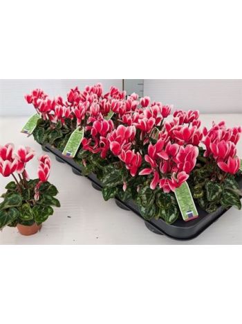 CYCL KL SMARTIZ FANTASIA