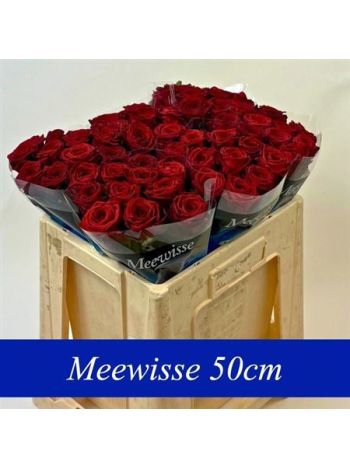 R GR5  R. RED NAOMI!