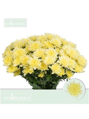 CHR T  KR. BALTICA CREAM