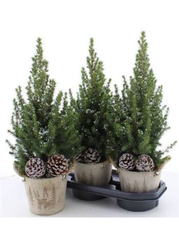 PICEA GL PERFECTA HAVAS ZINK KASPÓS TOBOZ