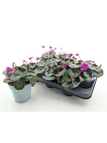 CYCL COUM TÉLÁLLÓ