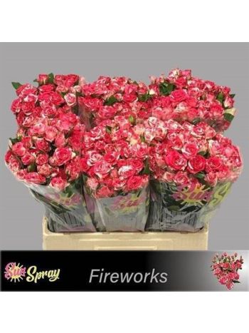 R TR FIREWORKS 60CM