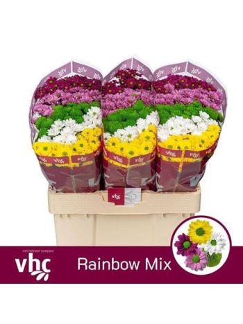 CHR SAN GEM - RAINBOW