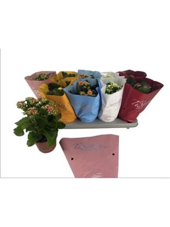 KAL ROSALIE TI SENTO