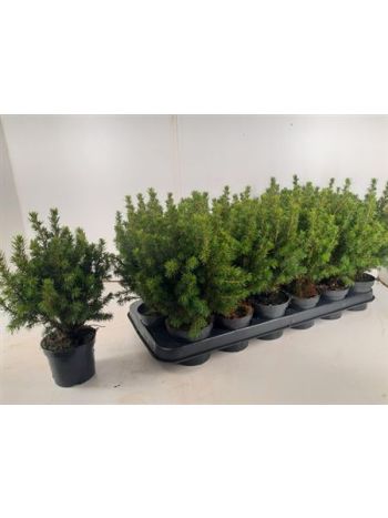 PICEA GL PERFECTA