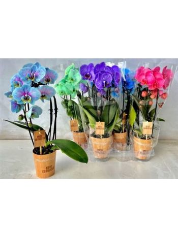 PHAL MIDI CASCADE FESTETT MIX