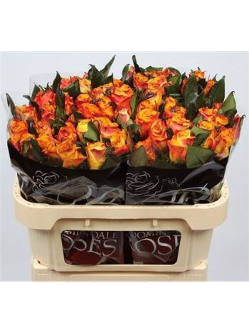 R GR EASY FASHION 70CM