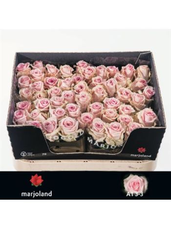 R GR SWEET DOLOMITI@ 70CM