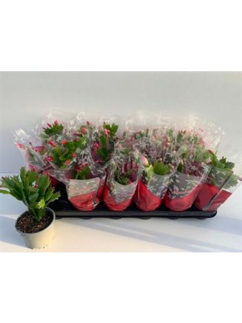 SCHLUMB GEM SIMA CELÓS OLCSÓ