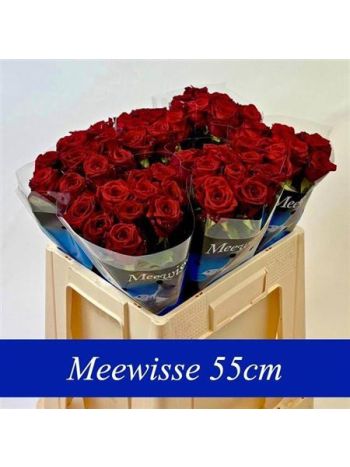 R GR5  R. RED NAOMI!