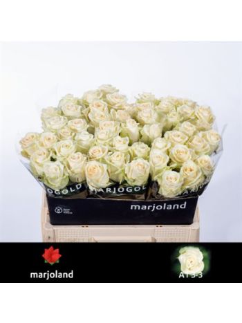 R GR5  F. DOLOMITI@ 55CM