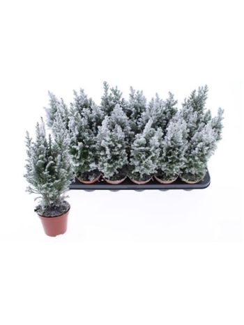 CHAM L ELLWOODII HAVAS