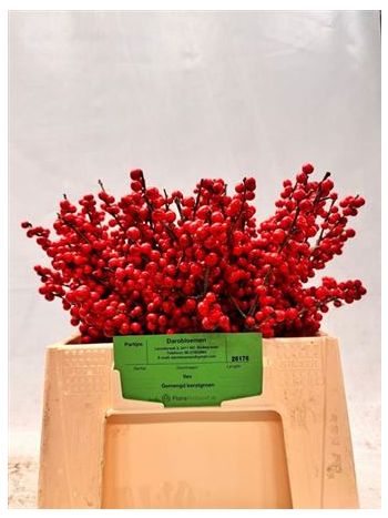 ILEX VE RODE BES 40CM