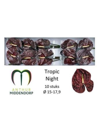 ANTH A  TROPIC NIGHT *10