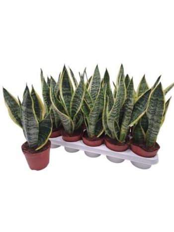 SANSEV FUTURA SUPERB