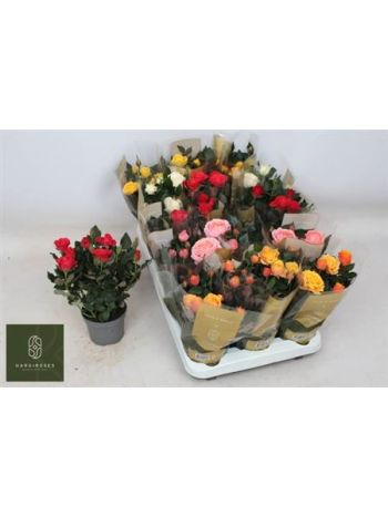 RO KORDAN GRANDE GEM *15